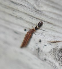 Raphidia