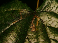 Stigmella tiliae
