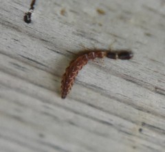Raphidia
