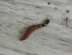 Raphidia