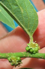 Bridelia micrantha