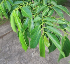 Bridelia micrantha