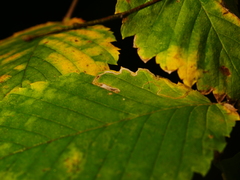 Stigmella lemniscella