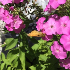 Atalopedes campestris