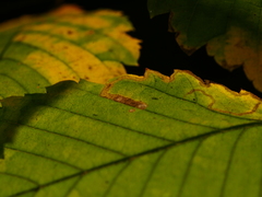 Stigmella lemniscella
