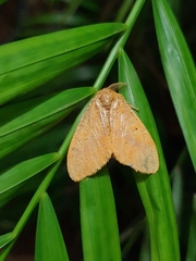 Artaxa