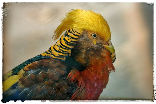 Golden Pheasant