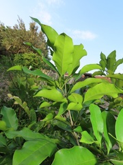 Chionanthus peglerae