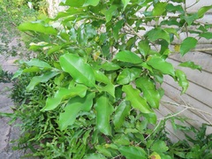 Chionanthus peglerae