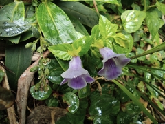 Torenia asiatica