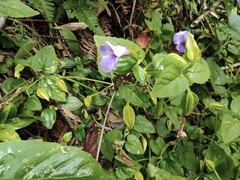 Torenia asiatica