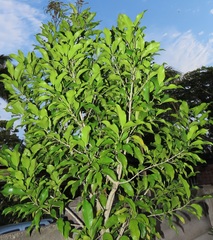 Chionanthus peglerae