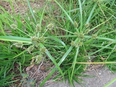 Cyperus cyperoides
