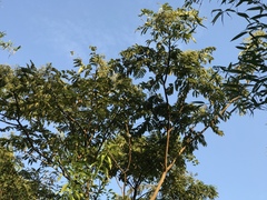 Zanthoxylum ailanthoides ailanthoides