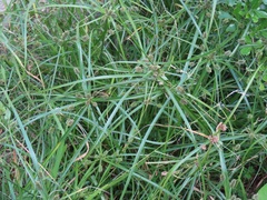 Cyperus cyperoides