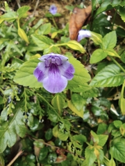 Torenia asiatica