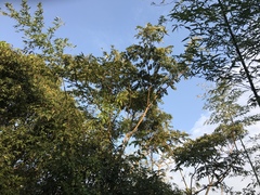 Zanthoxylum ailanthoides ailanthoides