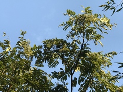 Zanthoxylum ailanthoides ailanthoides