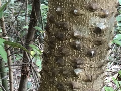 Zanthoxylum ailanthoides ailanthoides