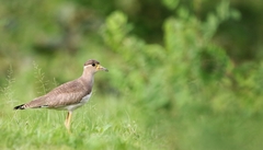 Vanellus malabaricus