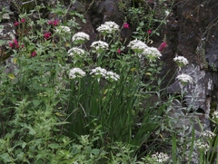 Allium plummerae