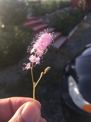 Boerhavia xantii