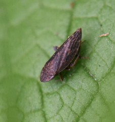 Aphrodini