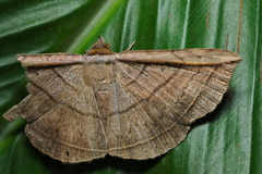 Entomogramma fautrix