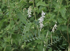 Vicia pulchella