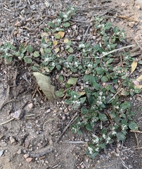 Guilleminea densa