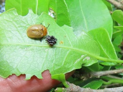 Plagiosterna nigritarsis