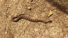 Sistrurus miliarius streckeri