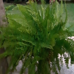 Nephrolepis exaltata