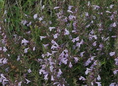 Hedeoma hyssopifolia