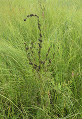 Pedicularis grandiflora