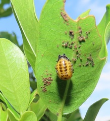 Plagiosterna nigritarsis