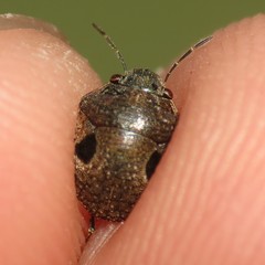 Pachycorinae