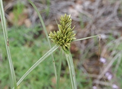Cyperus fendlerianus