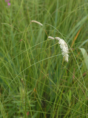 Sanguisorba parviflora
