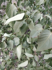 Syringa vulgaris