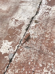 Anolis sagrei