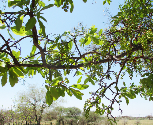 Ochna pulchra image