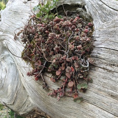 Sedum patens