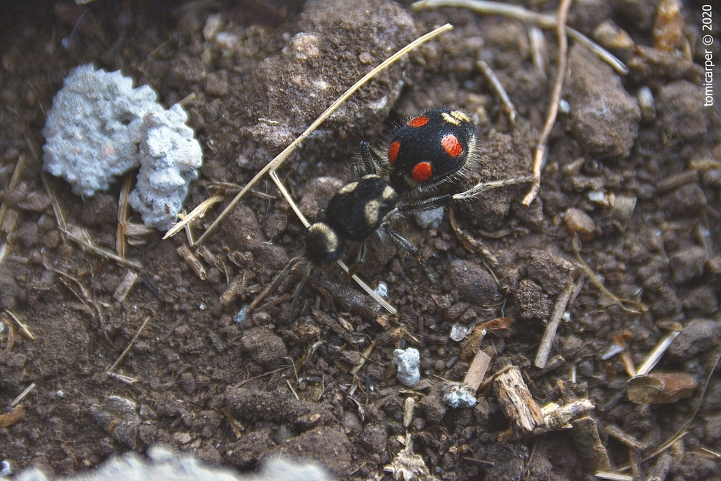Traumatomutilla grossa