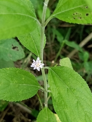 Lippia alba