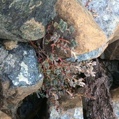 Sedum patens