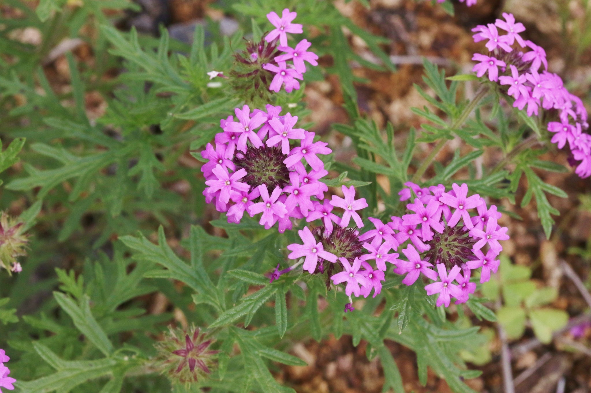 Glandularia chiricahensis
