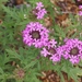 Chiricahua Mountain Mock Vervain - Photo (c) James Bailey, some rights reserved (CC BY-NC), uploaded by James Bailey