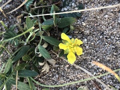 Sibbaldianthe orientalis