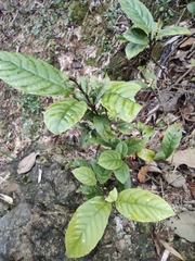 Maesa japonica